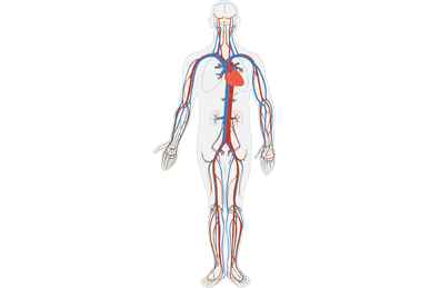 Module de secrétariat en CARDIOVASCULAIRE